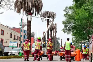 ¿Dónde están las palmeras enfermas de CDMX que sustituirán?