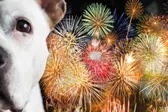 Cómo cuidar a tu perrito durante las Fiestas Patrias: consejos para protegerlos de la pirotecnia