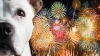 Cómo cuidar a tu perrito durante las Fiestas Patrias: consejos para protegerlos de la pirotecnia