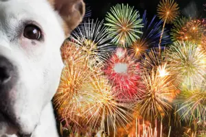 Cómo cuidar a tu perrito durante las Fiestas Patrias: consejos para protegerlos de la pirotecnia