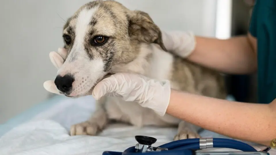 ¿Qué es LOY-002? La píldora que promete alargar la vida de los perros