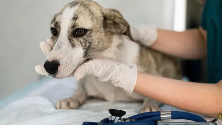 ¿Qué es LOY-002? La píldora que promete alargar la vida de los perros