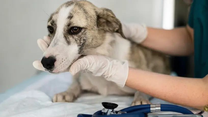 ¿Qué es LOY-002? La píldora que promete alargar la vida de los perros
