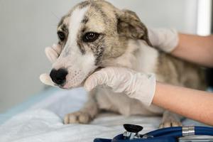 ¿Qué es LOY-002? La píldora que promete alargar la vida de los perros