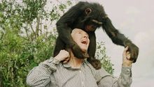 Muere Jane Goodall a los 71 años: pionera en el estudio de los chimpancés