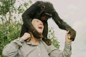 Muere Jane Goodall a los 71 años: pionera en el estudio de los chimpancés