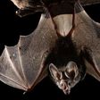Murciélagos en CDMX: cuándo y dónde vivir esta experiencia nocturna