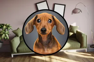 Cómo proteger a tus mascotas durante un sismo: guía para mantenerlas seguras