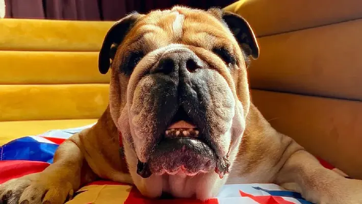 Así fue el día que Roscoe, cachorro de Hamilton, se subió al coche de Checo Pérez