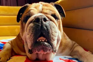 Así fue el día que Roscoe, cachorro de Hamilton, se subió al coche de Checo Pérez