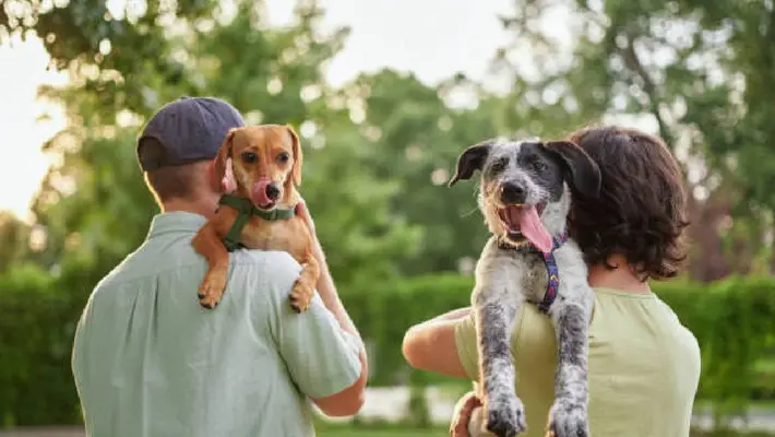 CDMX aprueba custodia compartida de mascotas en casos de divorcio