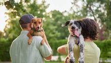 CDMX aprueba custodia compartida de mascotas en casos de divorcio