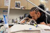 Roscoe, el bulldog de Lewis Hamilton, lucha por su vida: el piloto lo acompaña y lanza emotivo mensaje