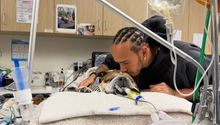 Roscoe, el bulldog de Lewis Hamilton, lucha por su vida: el piloto lo acompaña y lanza emotivo mensaje