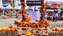 Anuncian en México festival de calabazas de Halloween como en Estados Unidos