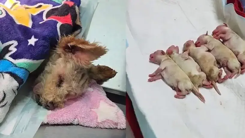Milagro en Iztapalapa: perrita embarazada sobrevive a explosión de pipa y da a luz a cinco cachorros