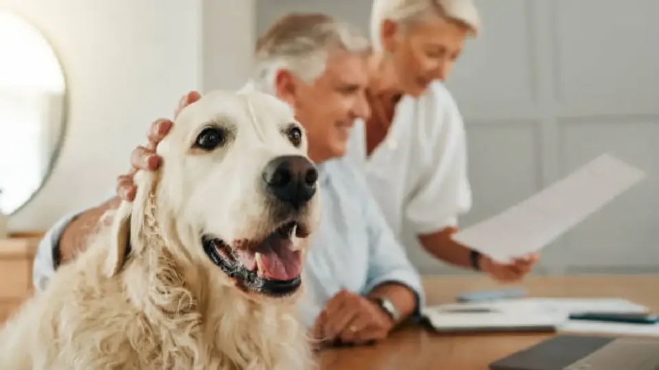 No olvides a tus mascotas al hacer tu testamento: guía legal completa