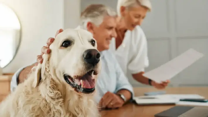 No olvides a tus mascotas al hacer tu testamento: guía legal completa