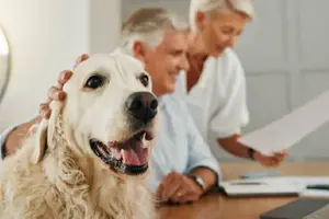 No olvides a tus mascotas al hacer tu testamento: guía legal completa