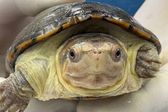 Nace “Migaja”, la tortuga más pequeña del mundo en Guadalajara