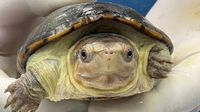Nace “Migaja”, la tortuga más pequeña del mundo en Guadalajara
