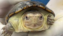 Nace “Migaja”, la tortuga más pequeña del mundo en Guadalajara
