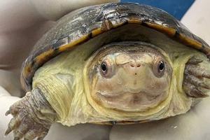 Nace “Migaja”, la tortuga más pequeña del mundo en Guadalajara