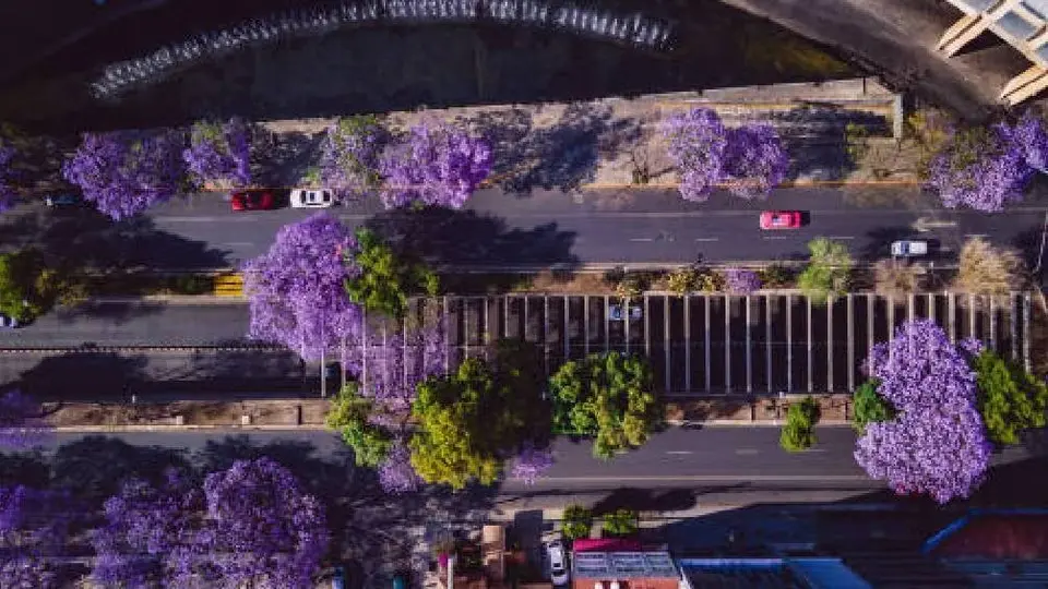 Hoy No Circula: ¿Qué autos NO circulan el 06 de octubre de 2025 en CDMX y EDOMEX?