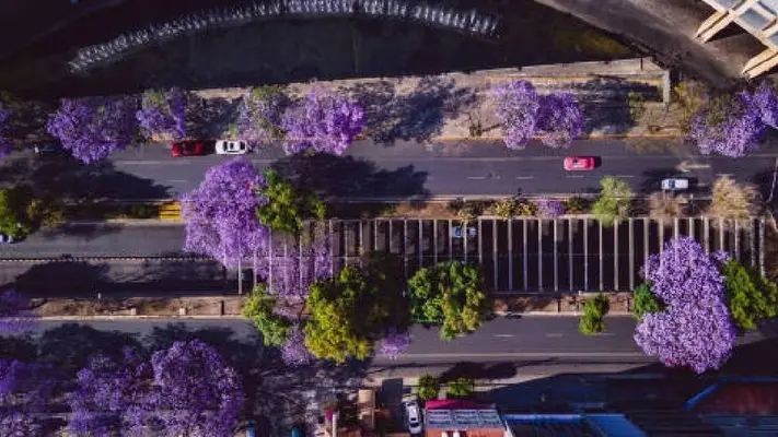 Hoy No Circula: ¿Qué autos NO circulan el 06 de octubre de 2025 en CDMX y EDOMEX?