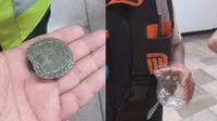 Tortuga detiene por minutos la Línea 2 del Metro CDMX: así fue su rescate en estación Normal