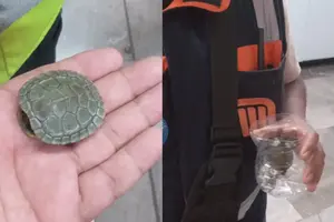 Tortuga detiene por minutos la Línea 2 del Metro CDMX: así fue su rescate en estación Normal