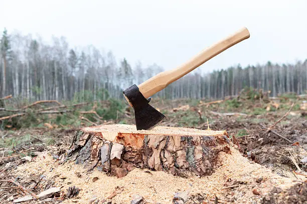 El activista formaba parte del Comité de Defensa Ambiental de El Sangarro, donde denunciaba la tala ilegal./ Pixabay