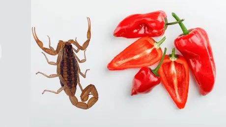 De la UNAM para el mundo: desarrollan antibióticos con chile habanero y alacrán