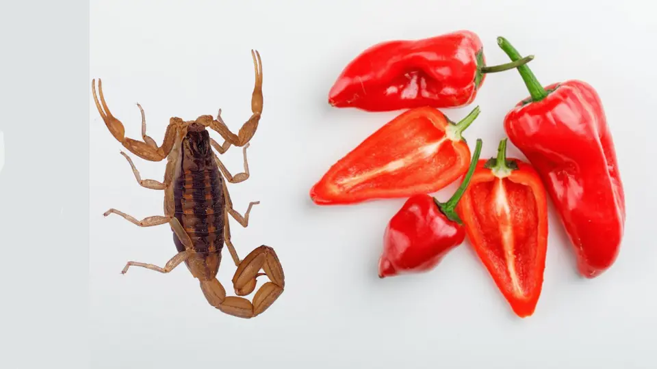 De la UNAM para el mundo: desarrollan antibióticos con chile habanero y alacrán