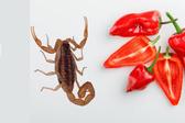 De la UNAM para el mundo: desarrollan antibióticos con chile habanero y alacrán