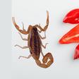 De la UNAM para el mundo: desarrollan antibióticos con chile habanero y alacrán