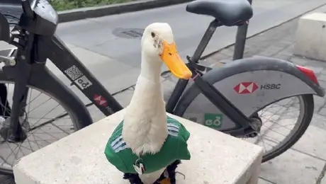 Televisa se lleva el 'pato al agua' y le gana la partida a TV Azteca de Salinas pues llevará a Merlín al Mundial