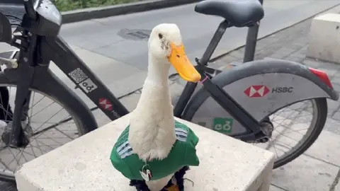 Pato Merlín | CAPTURA DE PANTALLA