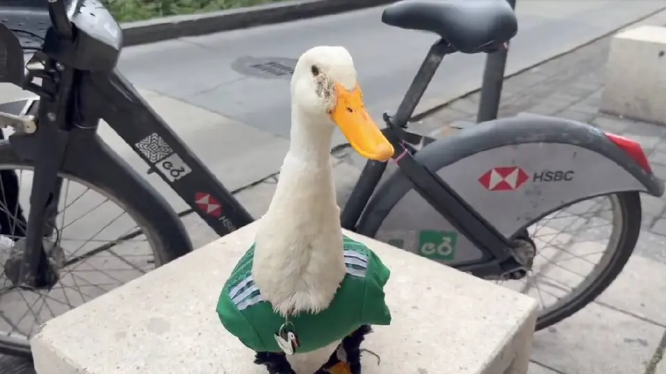 Pato Merlín | CAPTURA DE PANTALLA