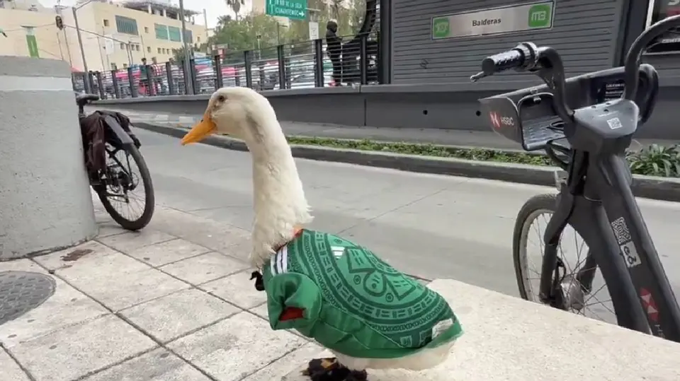 Pato Merlín | CAPTURA DE PANTALLA