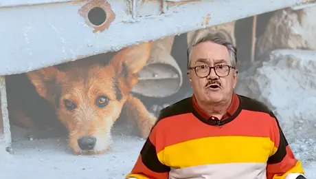 Marcas retiran su publicidad de "Ventaneando" tras los comentarios de Pedro Sola sobre los perros