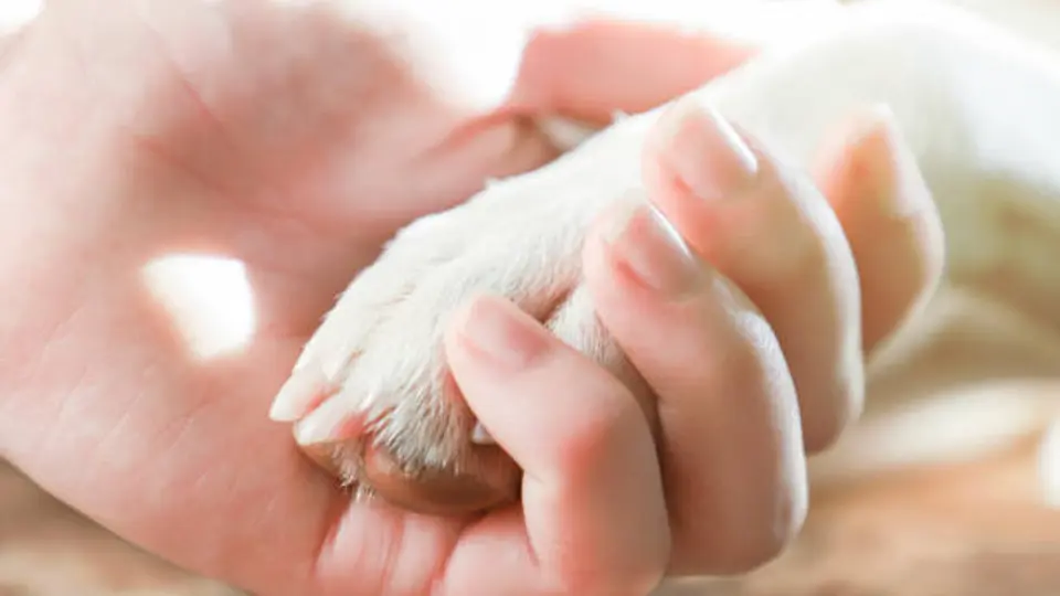 Una propuesta busca reconocer con tres días de permiso laboral con goce de sueldo la muerte de un animal de compañía./ Pixabay
