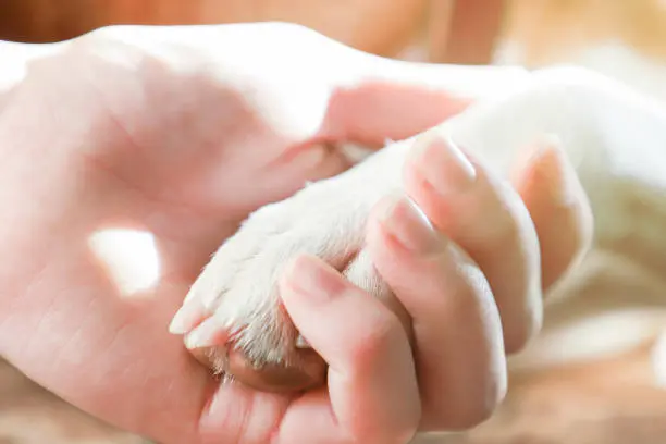 Una propuesta busca reconocer con tres días de permiso laboral con goce de sueldo la muerte de un animal de compañía./ Pixabay