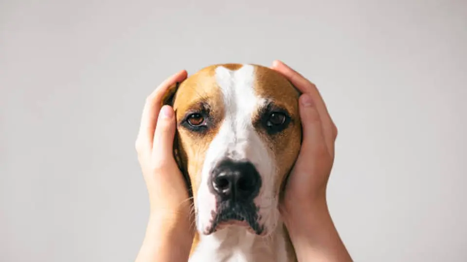 La pirotecnia puede causar temblores, jadeo e intentos de escape en perros sensibles al ruido./ Pixabay