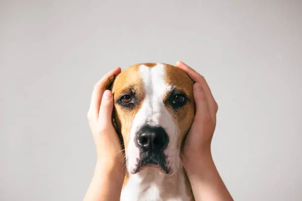 La pirotecnia puede causar temblores, jadeo e intentos de escape en perros sensibles al ruido./ Pixabay