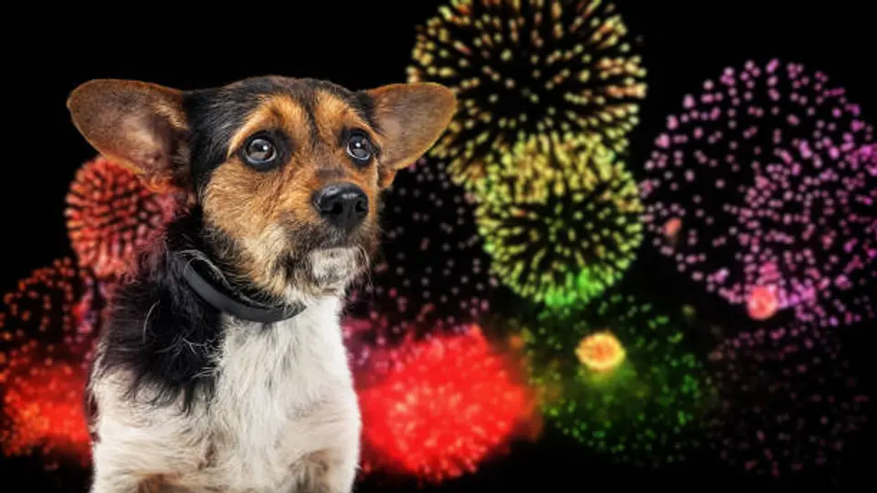 Los fuegos artificiales del 15 y 16 de septiembre pueden provocar miedo y ansiedad en las mascotas./ Pixabay