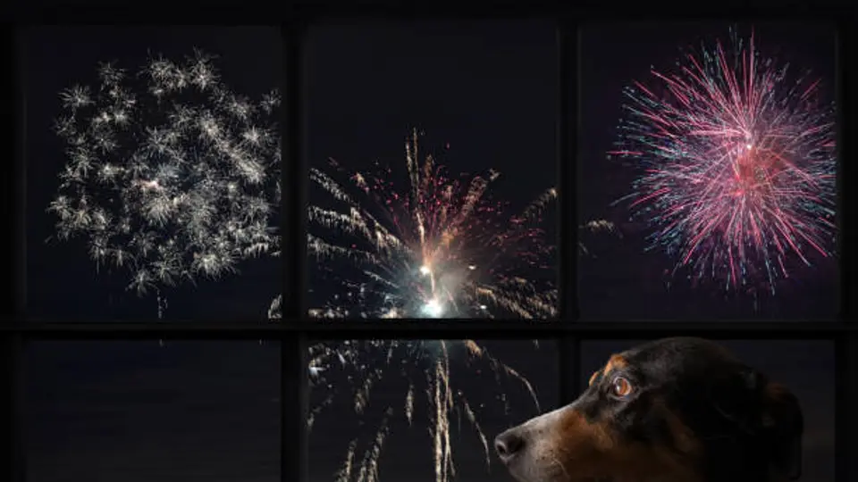 Durante las Fiestas Patrias es recomendable mantener a las mascotas dentro de casa y lejos de los cohetes./ Pixabay