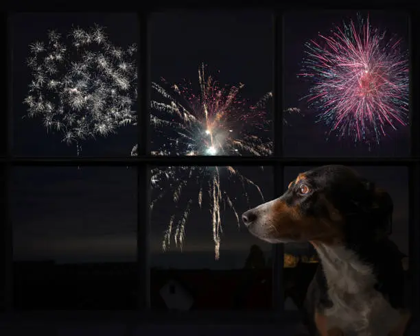 Durante las Fiestas Patrias es recomendable mantener a las mascotas dentro de casa y lejos de los cohetes./ Pixabay