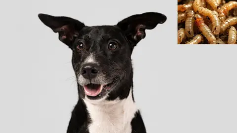 ¡Alerta Sanitaria! Detectan primer caso de gusano barrenador en perro