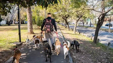Paseador de perros en CDMX asegura que gana 60 mil pesos al mes